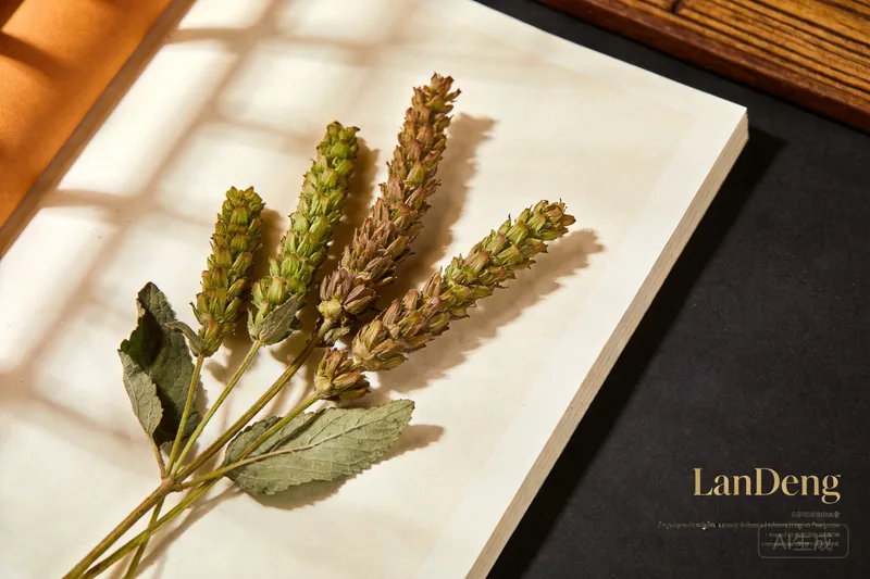 Raw Agastache (Agastache rugosa) botanical material, editorial still life