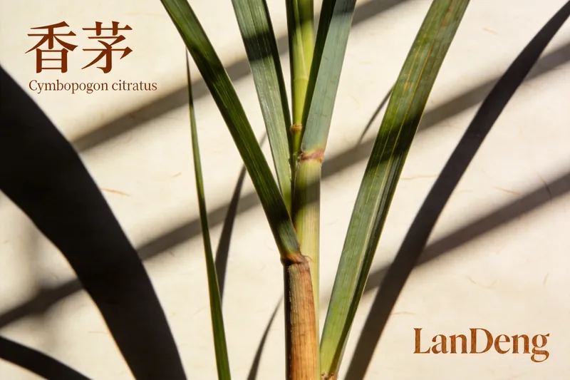 Raw Citronella (Cymbopogon citratus) botanical material, editorial still life