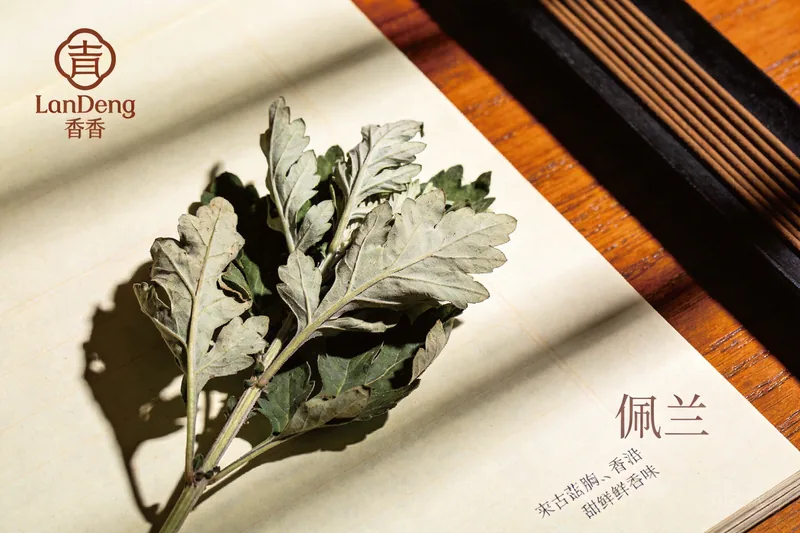 Raw Eupatorium (Eupatorium fortunei) botanical material, editorial still life
