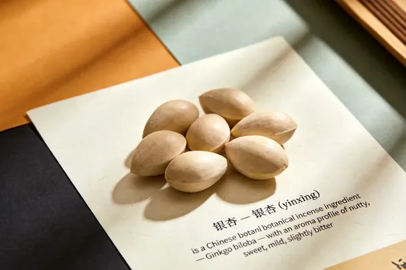 Raw Ginkgo Nut (Ginkgo biloba) botanical material, editorial still life