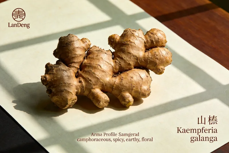 Raw Sand Ginger (Kaempferia galanga) botanical material, editorial still life